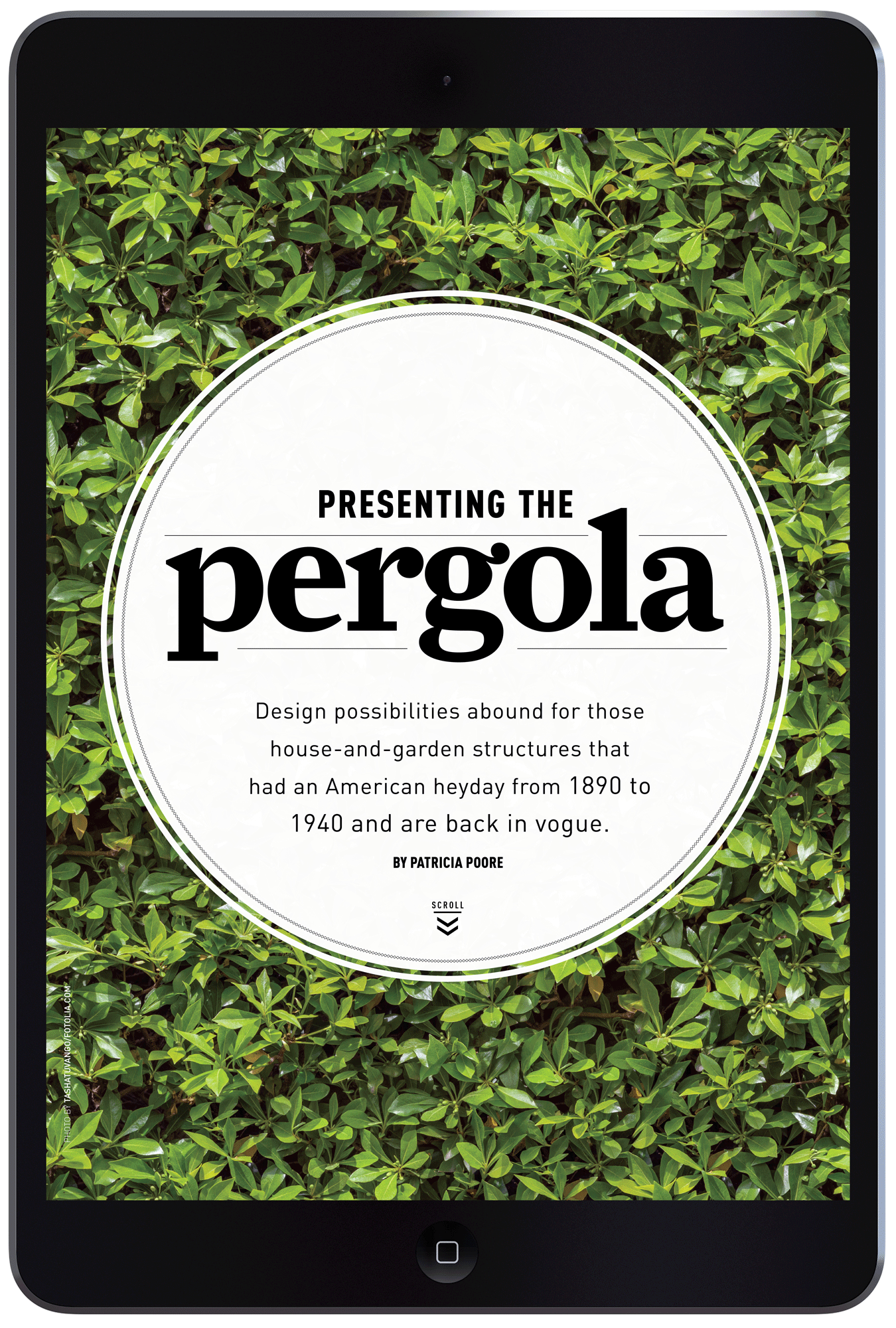 Presenting the Pergola by Megan Hillman Donovan